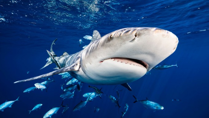 Bull shark angled head on approach in blue water near surface with fish