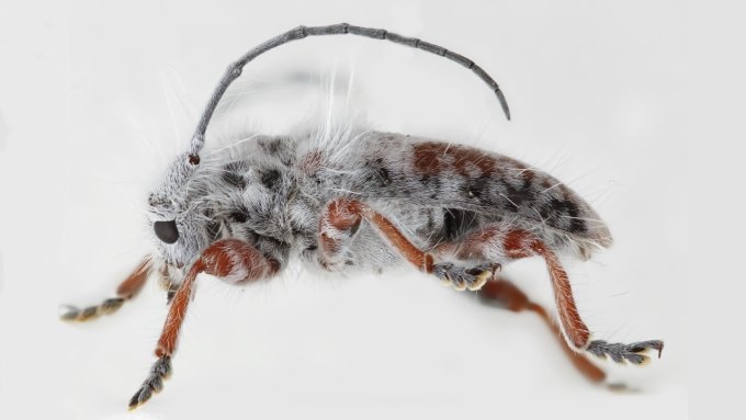 A close up shot captures the small and long white hairs protruding out of the body of this longhorn beetle.