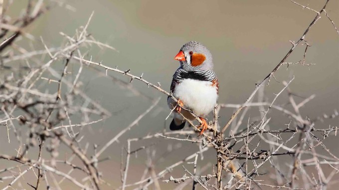 A zebra finch, with bright orange beak and cheek spots, gray head and white belly, perches in a thicket of brambly branches.