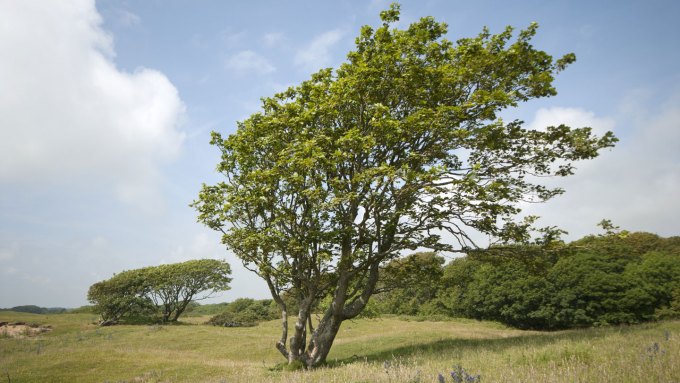 A windswept sycamore maple tree grows in a field in Wales.