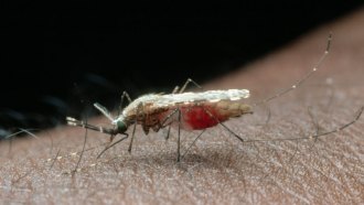 A close-up of a species of mosquito, Anopheles arabiensis, feeding on a human, it's belly full of blood. The species found in Africa is one that carries malaria.