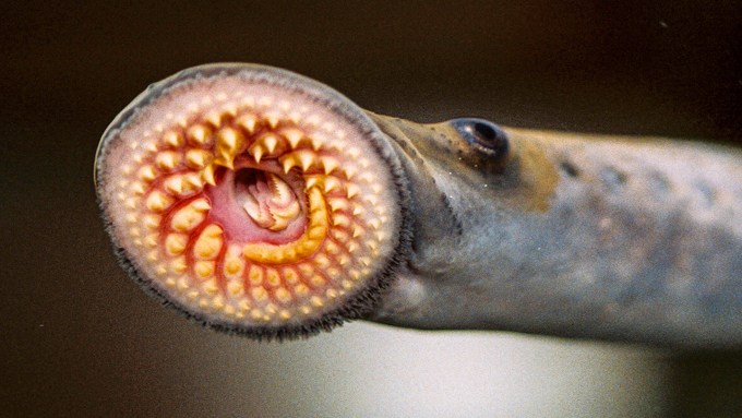 lamprey