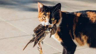 A calico kitty holds a dead bird in her mouth and doesn't look like she's one bit sorry about it.