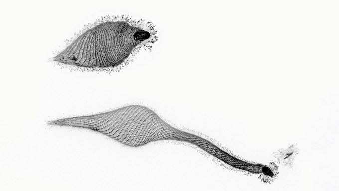 a black and white image of two single-celled organisms. One is a compact cell with curved lines stacked close together. The other has extended its long neck and the lines are further apart.