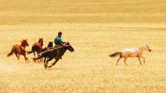 A man wearing a blue-green shirt and a red sash around his waist rides a dark brown horse in pursuit of a riderless white horse. Three other reddish horses run across a plain covered in straw-colored grass.