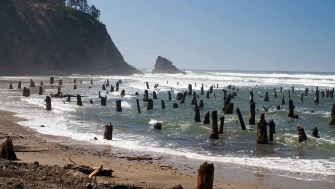 A bunch of stumps protrude from the waves on a beach.