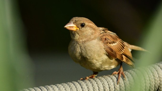 image of house sparrow