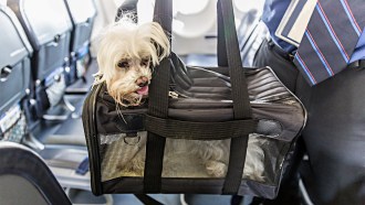 Stock photo of a small white dog in a black travel carrier. In the background, a person in a suit is standing in an airplane.