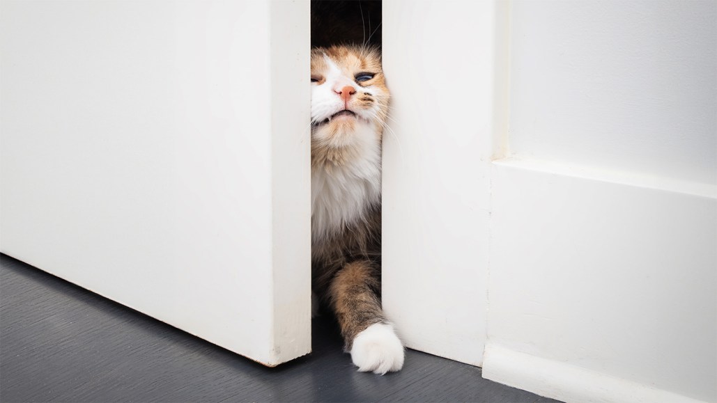 Orange cat squeezes through a crack in the door.