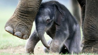 A baby elephat huddles under the feet of its mother.