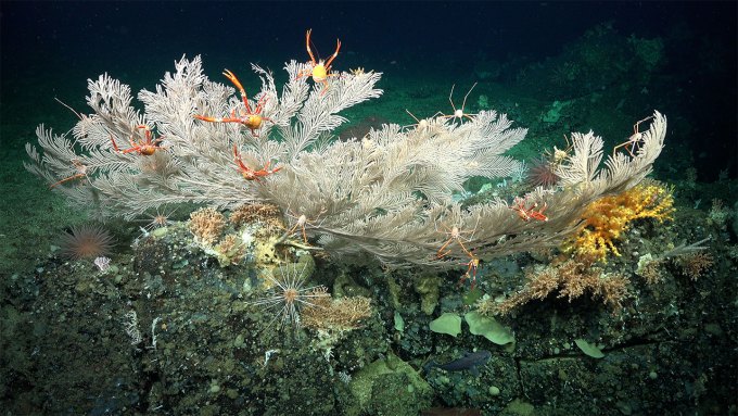 A photo of Cacho De Coral, a newly discovered coral reef off the coast of the Galápagos Islands. Shown are various corals, crustaceans, sea urchins and other marine wildlife that live on the reef.