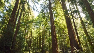 image of a forest looking up at the canopy