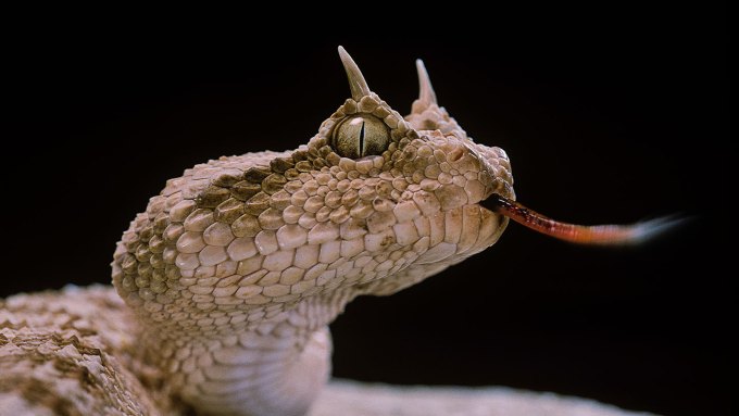 Saharan horned viper