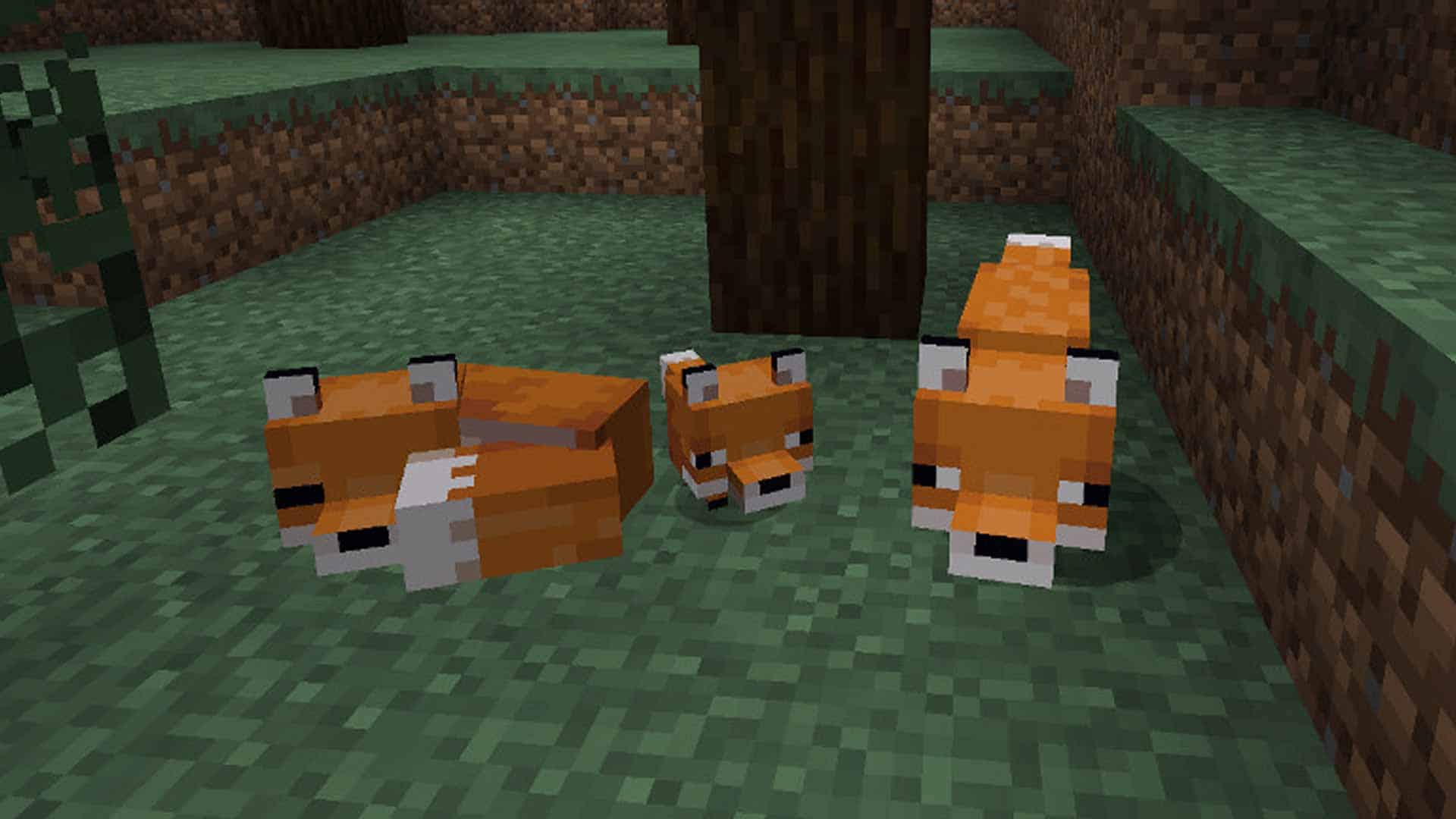 How To Tame A Fox In Minecraft?