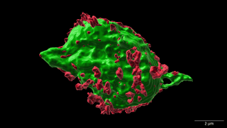 A digital reconstruction of a single nerve cell, colored green, is dotted with smaller red areas.